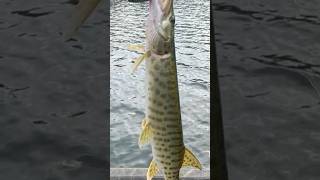 Two Susquehanna Muskies Same Day susquehannariver muskyfishing jetboat [upl. by Gapin712]