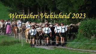 Viehscheid in Wertach 2023 [upl. by Akemaj649]