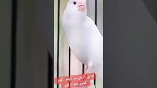 كناري canari حسون subscribe canarino canari birds canarybirds canary تغريد طائر الكناري [upl. by Akins571]