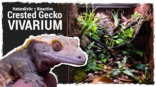 Naturalistic  Bioactive Crested Gecko Vivarium Housing Henry 20 [upl. by Micki]