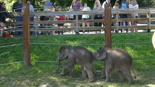 Young Elephant Twins [upl. by Moser60]