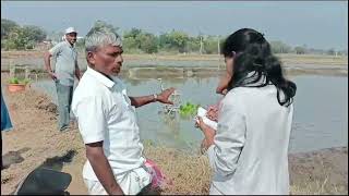 Two Row Manual Paddy Transplanter Testing at Nizamabad Telengana [upl. by Lam]