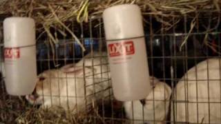 Raising Rabbits in the winter How to thaw water bottles [upl. by Nylia]