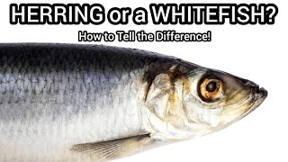 How to tell the difference between a Whitefish and a HerringCisco [upl. by Rik36]