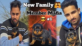 Finally new Family Member Most Aggressive Rottweiler Dog Came Home 🏡 Show Quality Rottweiler 1vlog [upl. by Elac]