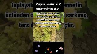 CENNETTEKİ TUBA AĞACI shorts keşfet kesfet cennet short keşfetteyiz shots tuba funny reels [upl. by Allegna]