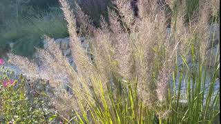 Calamagrostis brachytricha [upl. by Nainatrad]