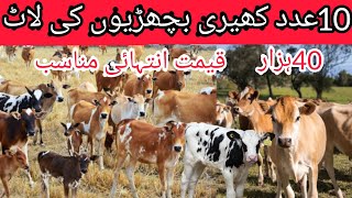 Heifers for sale in Punjab ll heifer for sale in Pakistan ll jersey heifer ll Hiefer [upl. by Sirenay557]