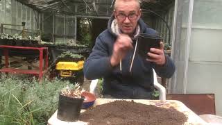 Sowing agapanthus seeds in autumn [upl. by Madda441]