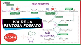 Vía de la pentosa fosfato  Bioquímica [upl. by Ayekim447]