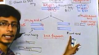 Properties of restriction enzymes [upl. by Leighland]