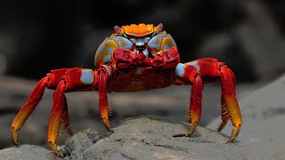 10 Most Beautiful Crabs In The World [upl. by Adamski]