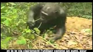 Les chimpanzés fabriquent et utilisent des outils [upl. by Johen]