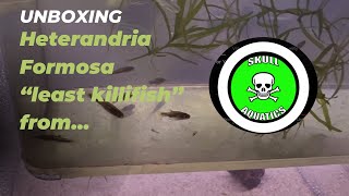 Heterandria Formosa “least killifish” from Curtis at SkullAquatics [upl. by Anival]