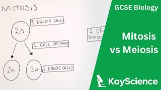 Mitosis vs Meiosis  GCSE Biology  kaysciencecom [upl. by Radbourne]