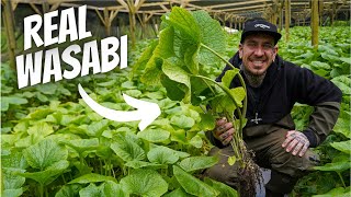 Watch this before Buying Wasabi [upl. by Gilson]