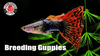 How to Breed Guppies STEP by STEP [upl. by Nnylsoj]