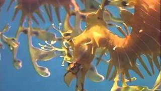 Leafy Sea Dragons [upl. by Kelvin163]