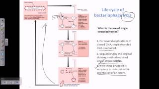 M13 vector a type of viral vector for cloning [upl. by Nguyen]