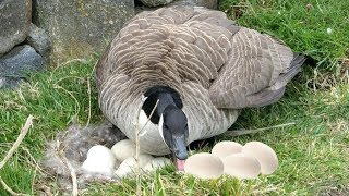 Goose Laying Eggs Process To Many Cute Babies At A Nest [upl. by Nivrag]