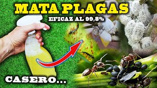 MATA todas las PLAGAS de tus plantas con el INSECTICIDA CASERO más eficaz [upl. by Brade]