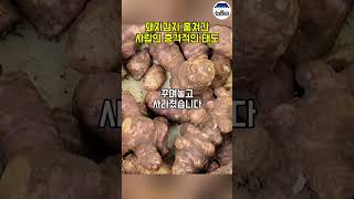 시골땅 마당 돼지감자를 몰래 캐간 사람이 충격적입니다 [upl. by Nollid]