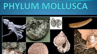 Super trick Mollusca ExamplesShort Trick Mollusca 2 minutes Trick Mollusca Examples Mollusca NEET [upl. by Azila]