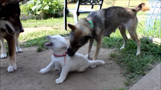 Shikoku Ken 四国犬 plays with Kishu Ken 紀州犬 puppies [upl. by Artimed]