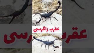 عقرب زاگرسی  عقربهای ایران  Hottentotta zagrosensis  جانوران زهرآگین shorts scorpions [upl. by Oramlub134]