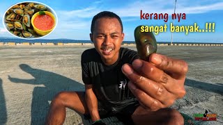 Mencari kerang ijo berpetualang di lautJEJAK ANAK PETUALANG [upl. by Atnahsal]