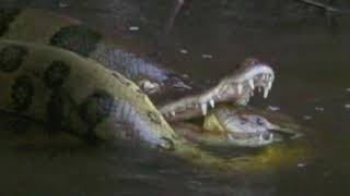 Anaconda vs Caiman Crystallino River copy [upl. by Deb]