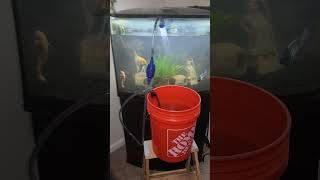 36 Gallon Bow Front Aquarium Water Changes 💧 Update [upl. by Oiramd]