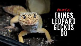 30 MORE Things Leopard Geckos Do😮 [upl. by Aleka]