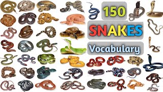 Snakes Vocabulary ll About 150 Snakes Name In English With Pictures ll Bisus World [upl. by Varion995]