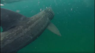 Basking Shark Achill Island Keem beachSpearfishing Ireland [upl. by Dnaleel731]