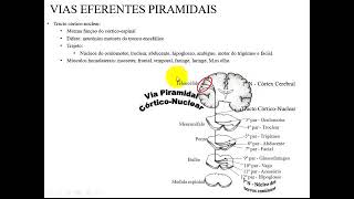 Medula Espinal Vias Aferentes ou ascendentes sensibilidade  Sistema Nervoso  VideoAula 092 [upl. by Ahsiekyt]