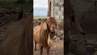 kalahari boer goat gone but not forgotten animals wildanimal goats [upl. by Magree]