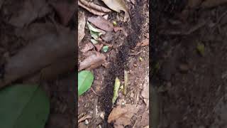 Siafu ants at Karura Forest Nairobi Kenya [upl. by Laughlin]