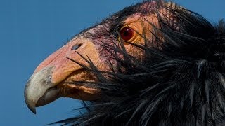 California Condors Released in Baja Mexico [upl. by Aicina]