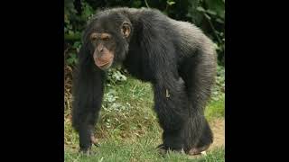 Common Chimpanzee Sound Effects 🐵 🔊 [upl. by Lachish656]