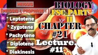 Meiosis I Prophase I  Leptotene Zygotene Pachytene Diplotene Diakinesis FSc 2nd yrLec11 [upl. by Enoj]