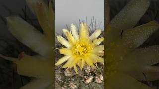 Кактус Копиапуа  Copiapoa cactus [upl. by Anayd]