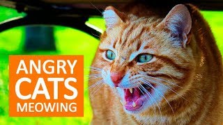 ANGRY CATS MEOWING LOUDLY  Make your Cat Go Crazy HD [upl. by Hun]