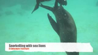 Galapagos Islands Highlights [upl. by Abekam]