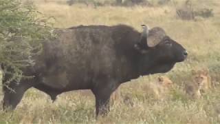 Lions vs Buffalo Tanzania Safari highlights [upl. by Dulcy826]