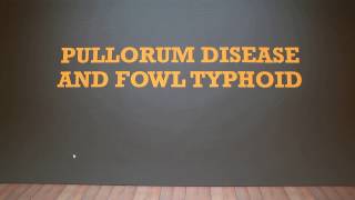 Pullorum Disease and Fowl Typhoid [upl. by Berger879]