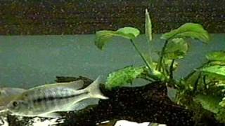 Nyassachromis boadzulu eating Cyclops with Protrusible Mouth Video 2 [upl. by Sihtam]