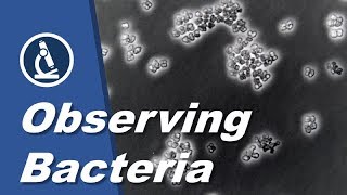 How to see BACTERIA with a microscope  Amateur Science [upl. by Namzzaj]