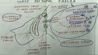 Clavi Pectoral Fascia  The Charsi of Medical Literature [upl. by Peggie]