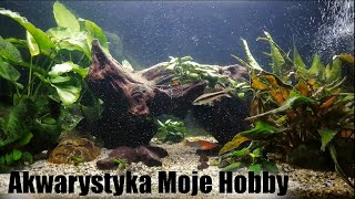 Małe ryby  Hodowla w małym i ogólnym zbiorniku [upl. by Ayimat]